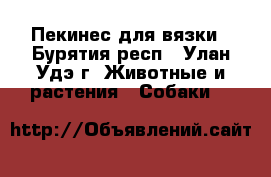 Пекинес для вязки - Бурятия респ., Улан-Удэ г. Животные и растения » Собаки   
